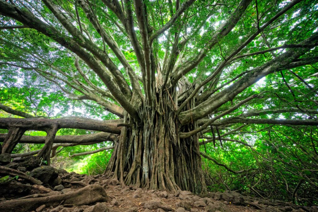 Banyan tree, linked to Mr. Cuội legend. Majestic branches, and gnarled roots, embody nature's enduring beauty and cultural heritage.