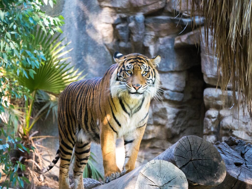 Mr. Cuội I Striking tiger, symbolizes power and grace in the legend of Mr. Cuội. Bold stripes, sleek fur, captivating presence.