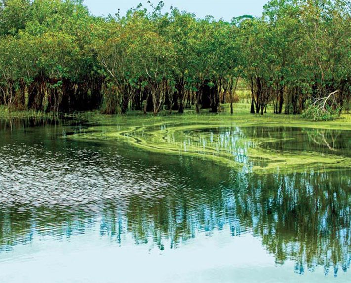 A breathtaking aerial view of Binh Chau Phuoc Buu Nature Reserve: a Pristine Oasis for Eco-Tourism