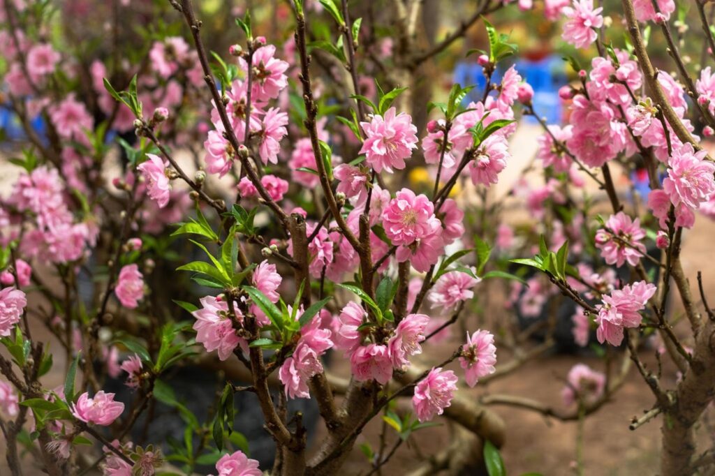 Peach blossom is one of the most popular symbols of tết