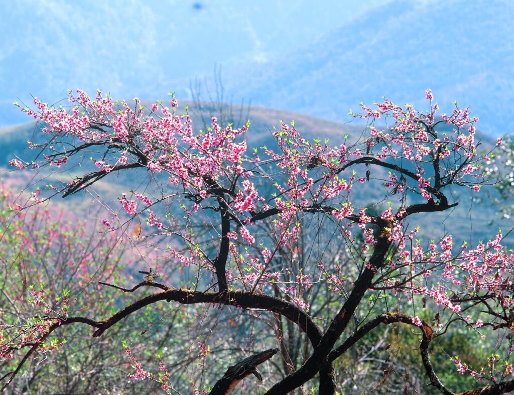 Spring blossoms in Sapa mountains