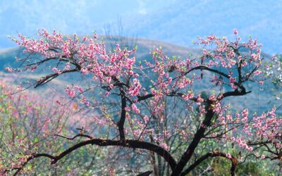 7 Unforgettable Spring Travel Ideas in Vietnam You’ll Love